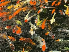 -龙悦湾酒家·八阵鱼生·渔人码头店