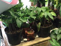 -沪花拾者(好再来花卉鲜花店)