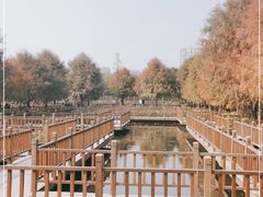 -五缘湾湿地公园