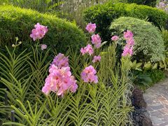-新加坡植物园