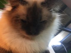 -李小姐の猫咖啡馆(五角场店)