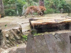 -贵州森林野生动物园