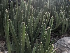-南山植物园