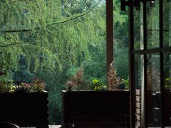 -大塘金香草谷