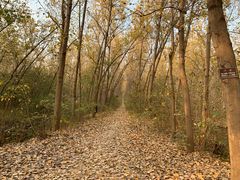 -合肥滨湖国家森林公园