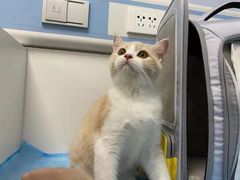 -纳吉亚猫专科动物诊疗中心(蒋宅口分院)