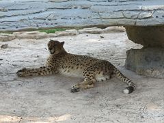 -北京野生动物园