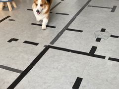 -汪说·狗咖(旺城大厦店)