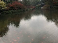 -西湖外事游船(花港观鱼码头)