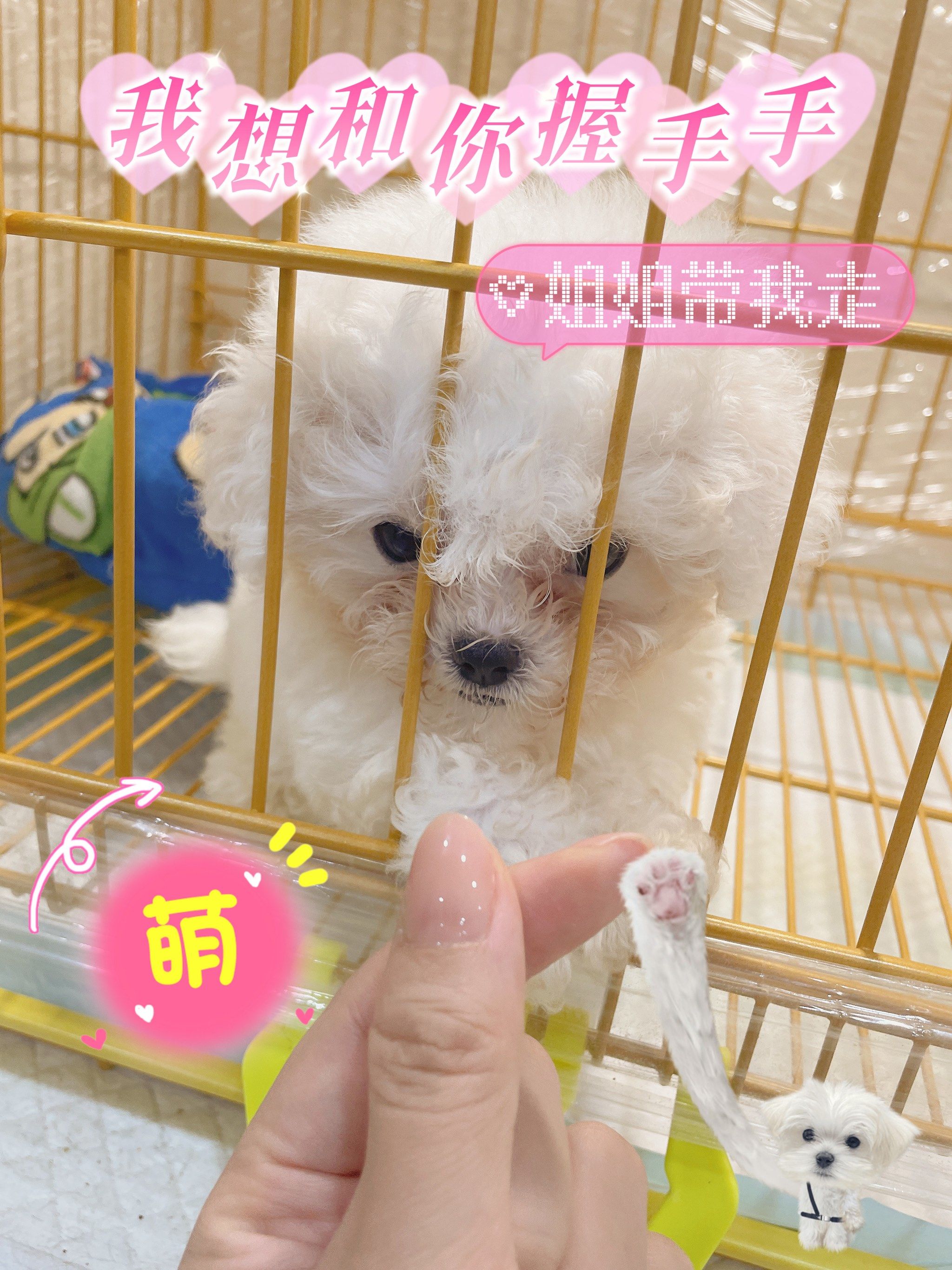 萌系小型犬天地[色]巴掌大的小小只[色]心化了