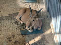 -西霞口神雕山野生动物世界