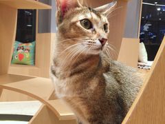 -CAT’S MEWSTAR CAFE·喵星球猫屋(晴湾咖啡店)