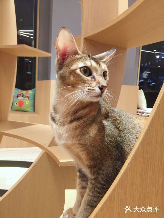 CAT’S MEWSTAR CAFE·喵星球猫屋(晴湾咖啡店)图片