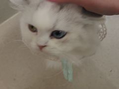 -共舞时光猫咖·狗咖(新街口店)