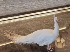 -西双版纳融创皇冠假日度假酒店