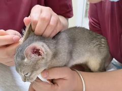 -纳吉亚猫专科动物医院博雅分院