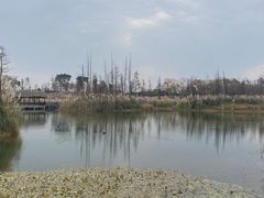 -白鹭湾湿地公园