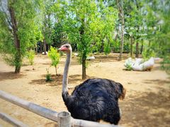 -大连森林动物园