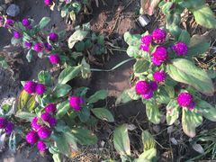 -武清南湖绿博园