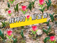 -上海鲜花港