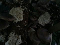 -楠柏弯休闲山庄(梨花溪店)