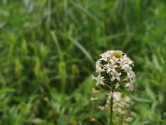 -紫蓬山国家森林公园