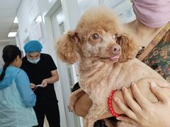 -宠福鑫康馨动物医院·骨科·眼科