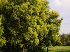 -白鹭湾湿地公园