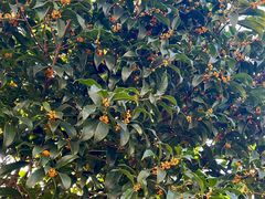 -杭州西湖风景名胜区-满觉陇四眼井