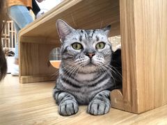 -猫和宫(六道口店)