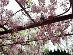 -嘉定紫藤园