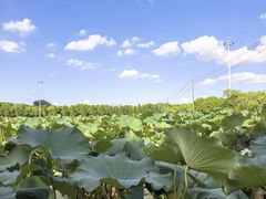 -嘉北郊野公园