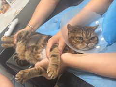 -达爱动物医院·犬猫分区·CT·复杂眼科(远洋山水分院)