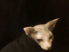 -猫色咖啡·猫咖