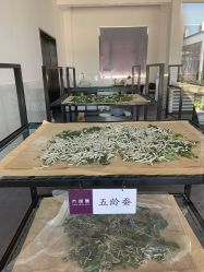 -太湖雪蚕桑文化园