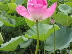 -莲花池公园