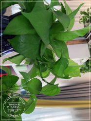 -尚艺造型.剪烫染.接发