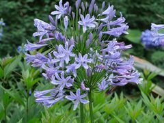 -上海滨江森林公园