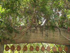 -西双版纳原始森林公园