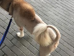 -酷狗靓猫宠物·洗护·美容·寄养(航北路店)