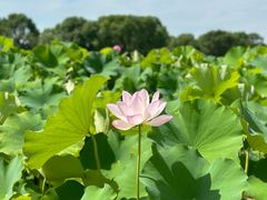 -嘉北郊野公园