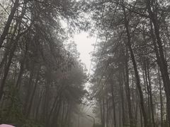 -铁山坪森林公园