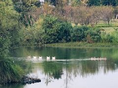 -瑶湖郊野森林公园