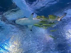 -太平洋海底世界