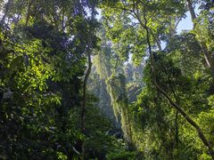 -西双版纳原始森林公园