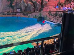 -芜湖新华联大白鲸海洋公园