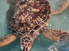 -洛阳龙门海洋馆