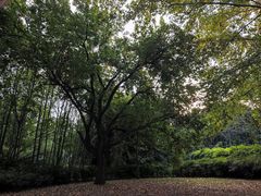 -上海共青森林公园