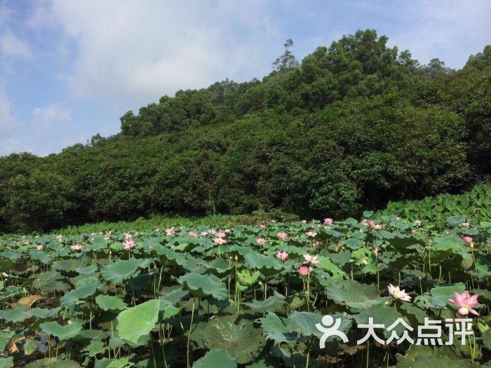 番禺大夫山森林公園旅遊區圖片 - 第8張