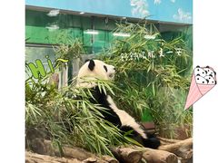 -广州动物园